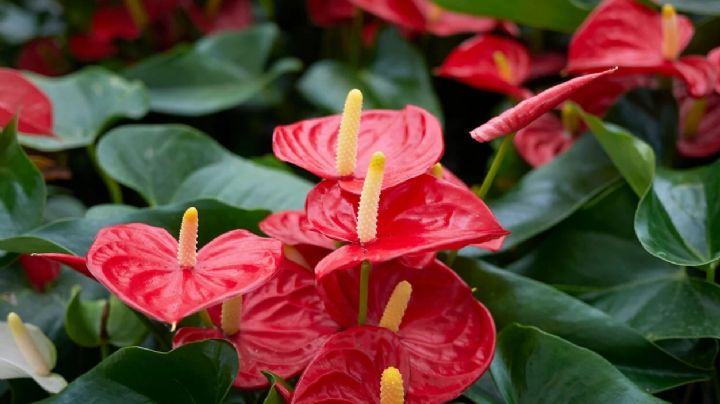 Anturio rojo, trucos para multiplicar tus plantas a partir de una hoja