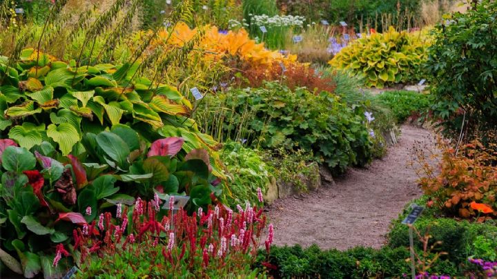 5 plantas para llenar de colores el jardín durante el invierno