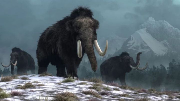 Un controvertido proyecto científico busca traer a la vida al mamut lanudo