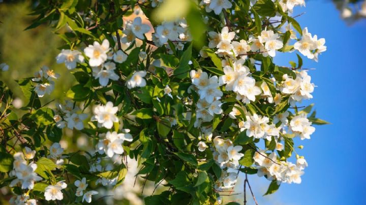 6 plantas trepadoras que son ideales para jardines, patios o balcones con sombra