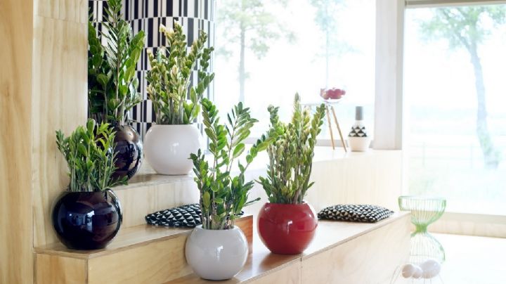 Zamioculca, guía de cuidados de una emblemática planta del Feng Shui