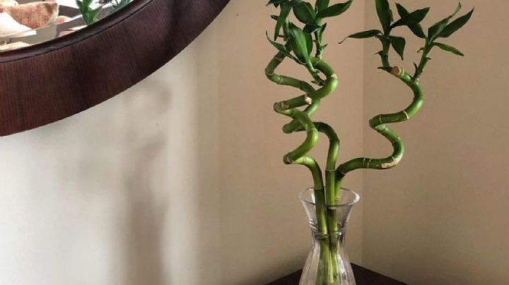 Lucky bamboo, descubre por qué los tallos de esta planta se ponen amarillos y como solucionarlo