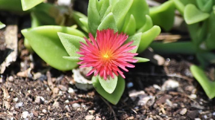 Aptenia cordifolia, características y cuidados de la suculenta que ofrece flores todo el año