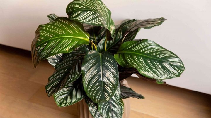 Trucos de jardinería para revivir una planta de Calathea deshidratada