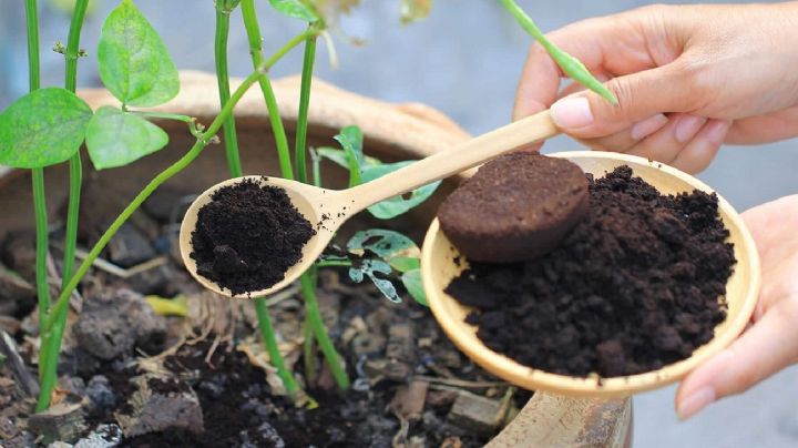 Estos son los beneficios de usar café en las plantas del jardín