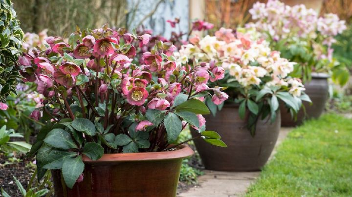 Con este truco de la jardinería, vas a poder preparar sustrato para tus plantas de forma gratuita