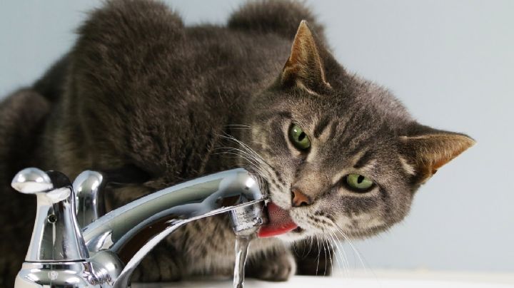 Por esta razón tu Gato prefiere beber agua del grifo