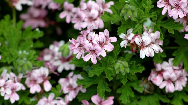 Pelargonio, cuidados de la variedad más resistente de la planta de geranios