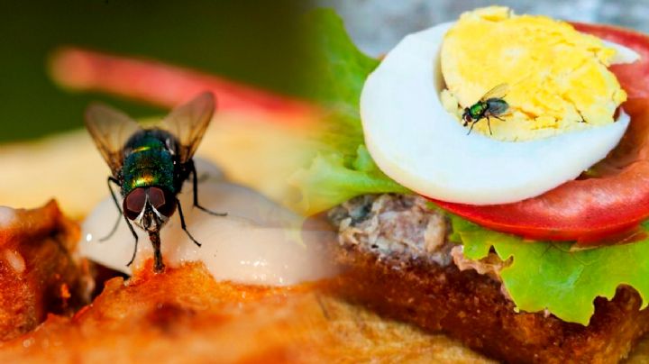 4 alimentos que alejarán a las moscas de tu alacena