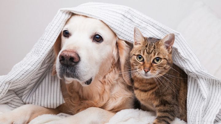 Elimina el olor de orina de gatos y perros con este truco de limpieza