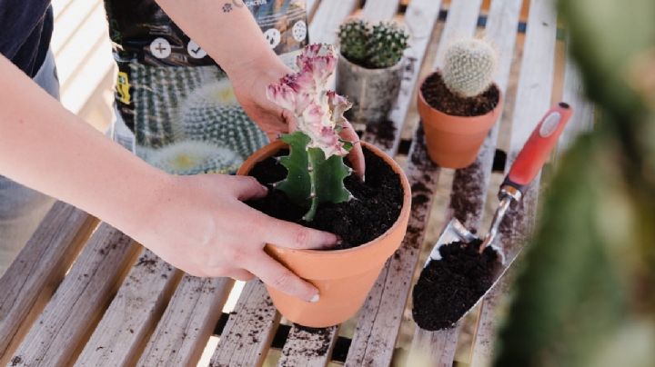 Los 7 momentos perfectos para trasplantar cactus y suculentas