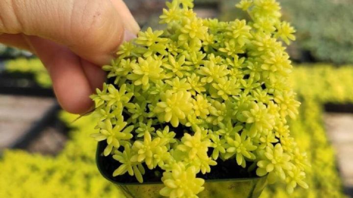 Sedum japonicum, guia de cuidados de la suculenta capaz de atraer el dinero segun el Feng Shui