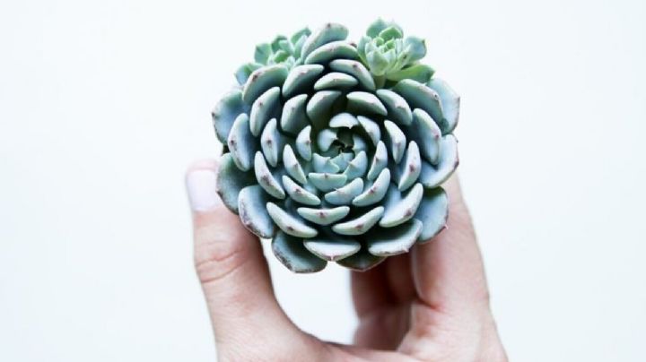 Echeveria mínima, guía de cuidados de la suculenta de rosetas diminutas