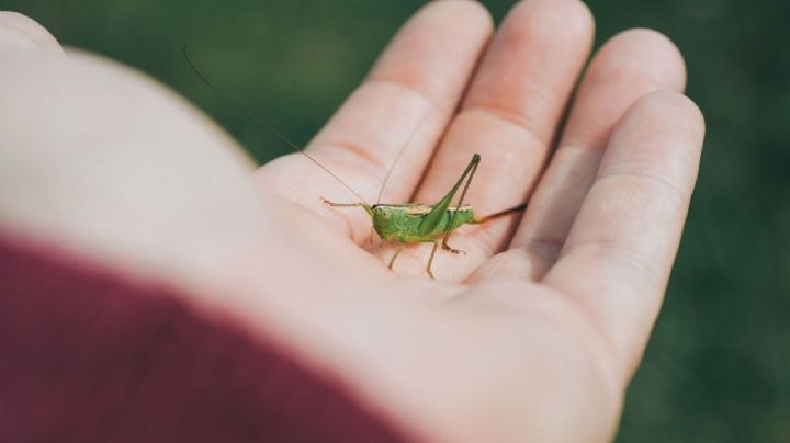 Descubre qué significado tiene que un grillo entre al hogar, y seguro querrás que cante