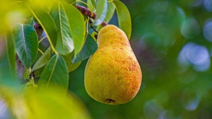 Secretos para cultivar un árbol de peras en maceta y tener frutos mucho más rápido