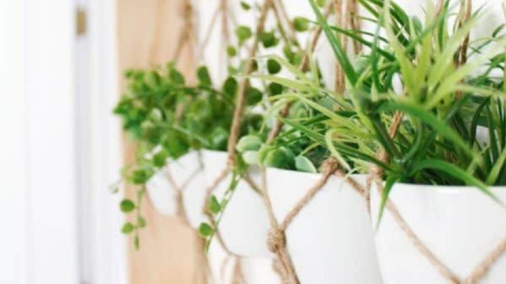 5 ideas creativas para decorar el hogar con plantas colgantes