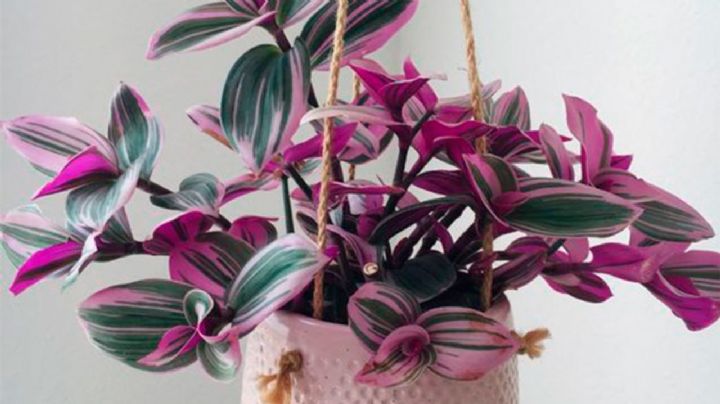 Tradescantia o Amor de Hombre, una hermosa planta para incorporar en la decoración del hogar