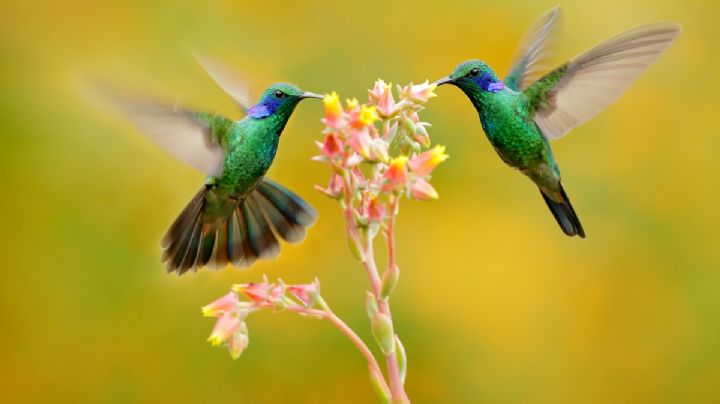 Colibríes, datos curiosos del picaflor que seguro desconocías