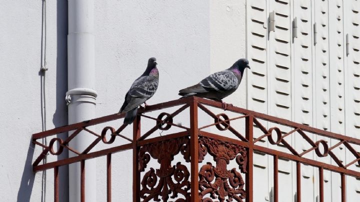 5 plantas que logran ahuyentar a las palomas de tu balcón o terraza