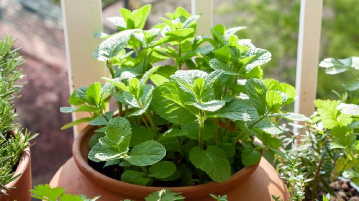 Menta en maceta, guía de cuidados, trucos y sugerencias para conseguir plantas sanas y fuertes