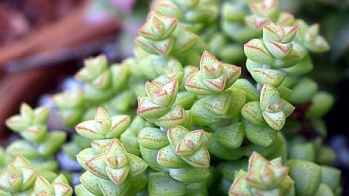 Crassula Rupestris, guía de cuidados para que la suculenta Collar de Jade crezca sana y fuerte