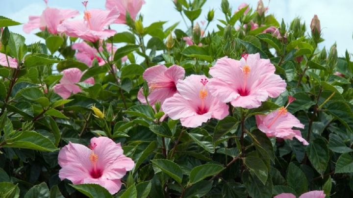 Hibisco: características y cuidados de una planta de espectacular floración