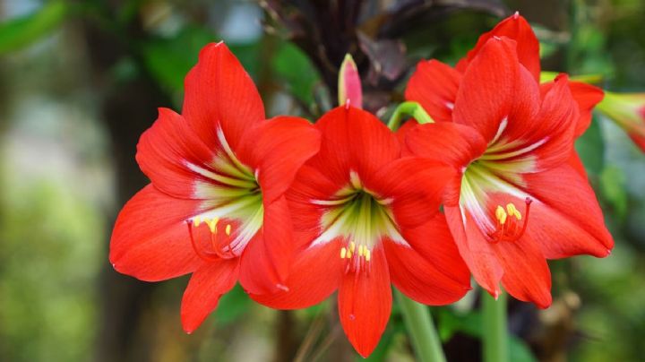 Amarilis, guía de cuidados para que sus flores luzcan radiantes por más tiempo