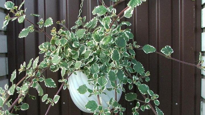 Plectranthus coleoides, guía de cuidados para que la planta incienso brinde su mejor aroma