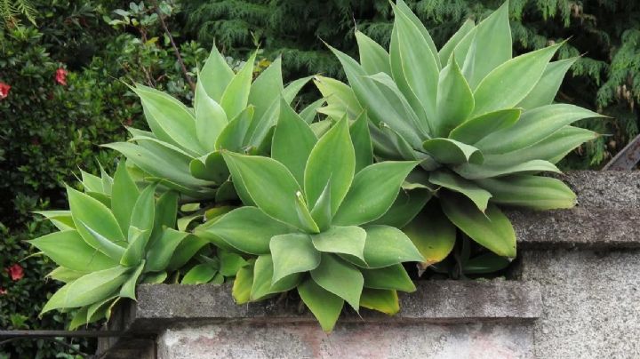 Agave Attenuata: la suculenta todo terreno con un alto valor ornamental