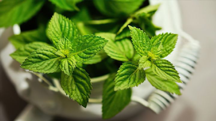 Esta es la planta que ahuyenta a los roedores de tu cocina