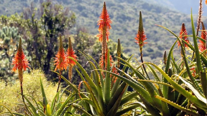 Aloe arborescens, características, cuidados y beneficios de la suculenta resistente al fuego