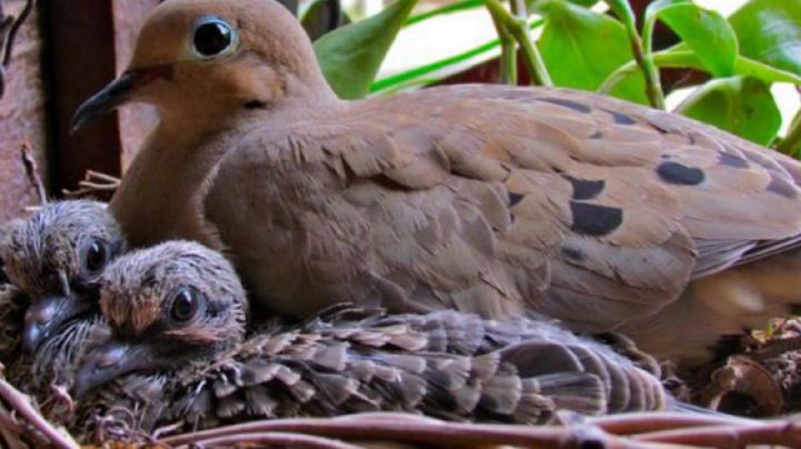 Cual es el significado de que un pájaro haga nido en tu hogar