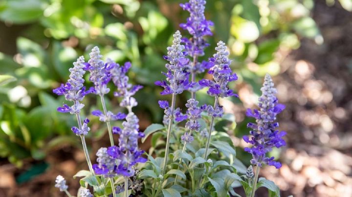 Salvia, cómo reproducirla con éxito a partir de esquejes