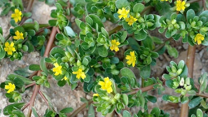 Portulaca oleracea, una suculenta de hojas comestibles que pocos conocen