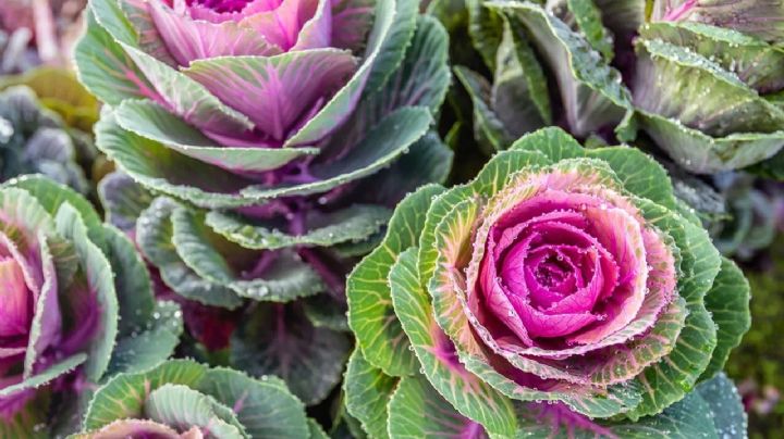 5 plantas que aman el invierno y embellecen tu jardín