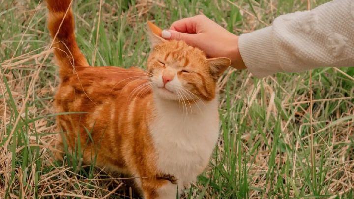 Curiosidades del Gato naranja, características y conductas que los hacen especiales