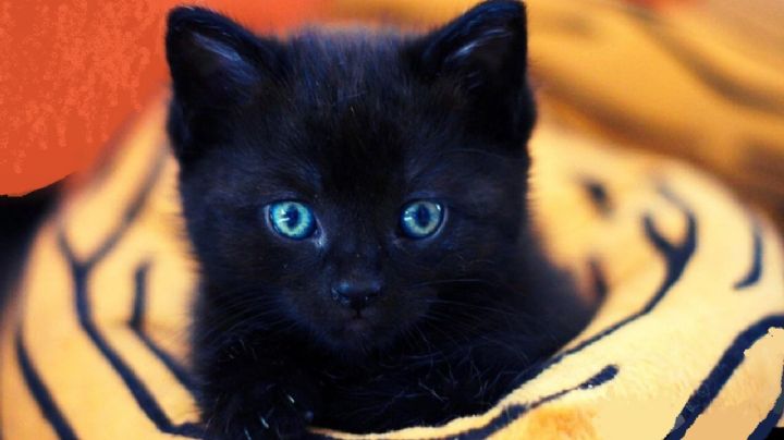 Gatos negros: 4 datos que seguro desconocías y te sorprenderán