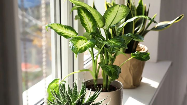 Dieffenbachia, una planta tropical para decorar con estilo