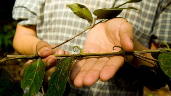 Uña de Gato: guía de cuidados para que tu planta crezca rozagante