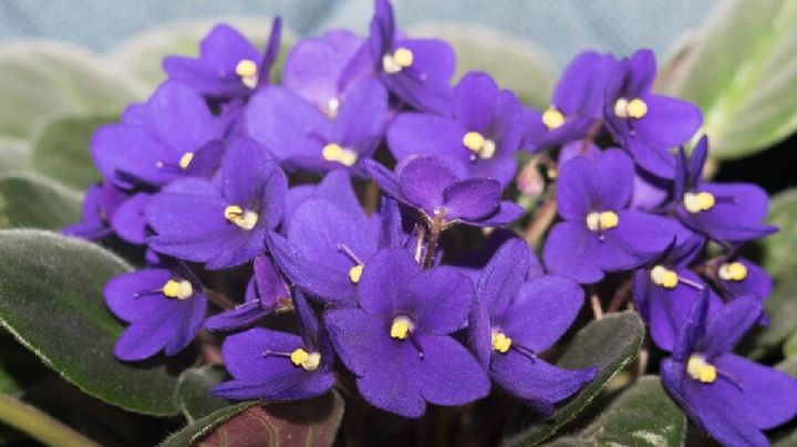 Violeta africana, cuidados y secretos para que la planta florezca todo el año