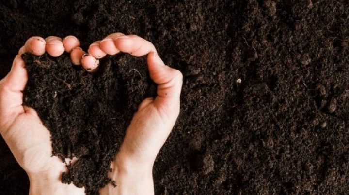 Huerta urbana: tierra de hoja o compost, cuál es la mejor opción para tus plantas