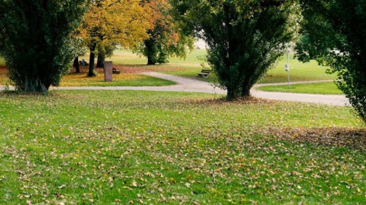 6 actividades básicas para cuidar el césped del jardín durante el invierno