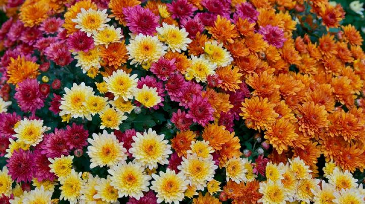 Crisantemo, cómo cuidarlo para que brinde sus mejores flores