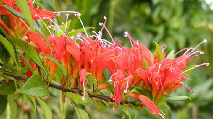 Aeschynanthus: guía de cuidados para que tu planta Pintalabios te otorgue sus hermosas flores
