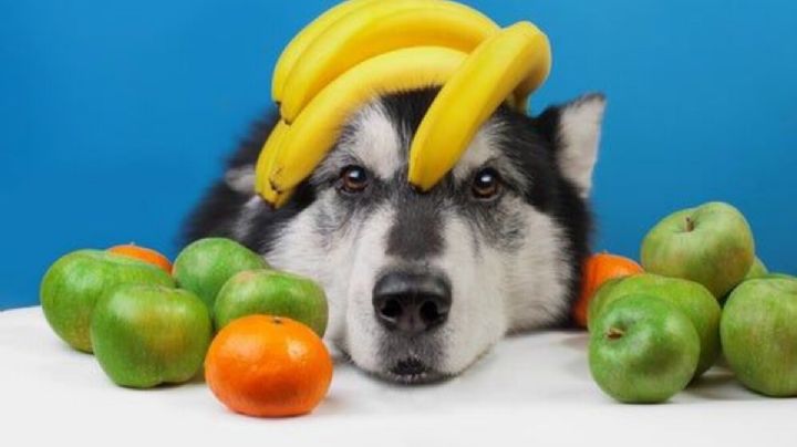 Estás son las 4 frutas que si puedes darle a tu perro