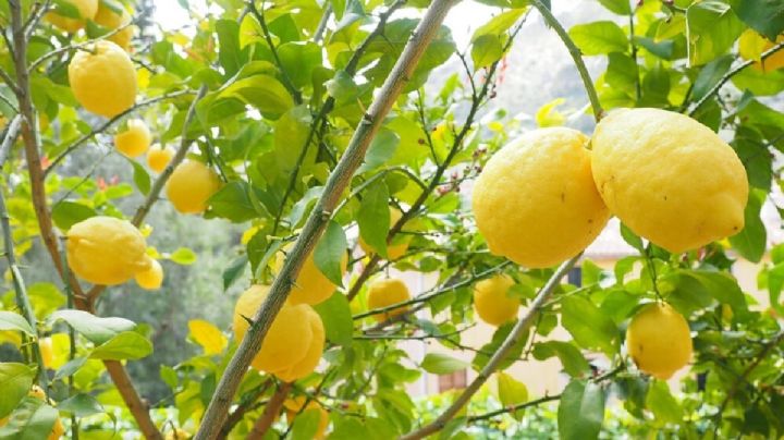 Con estos trucos de jardinería haz que tu limonero crezca sano y libre de plagas