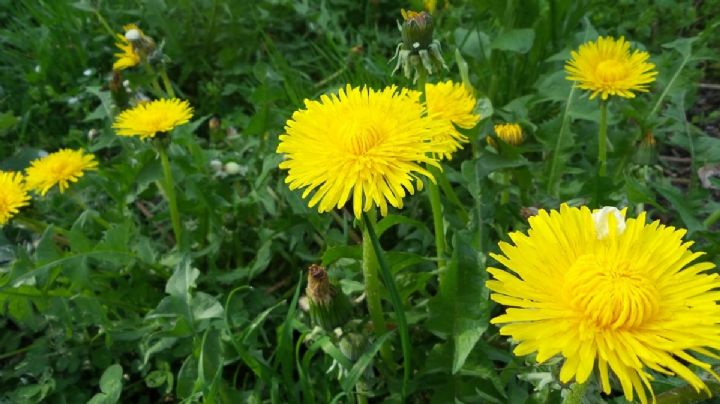 Taraxacum officinale o diente de león: 7 beneficios de esta planta que seguro desconocías