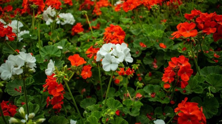 Pelargonium hortorum, una planta resistente a las heladas, la sequía y el calor intenso