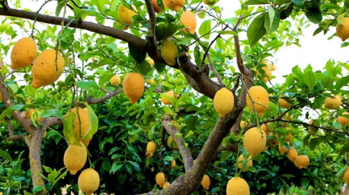 Con este truco de jardinería acelera el tiempo de cosecha de tu árbol de limones