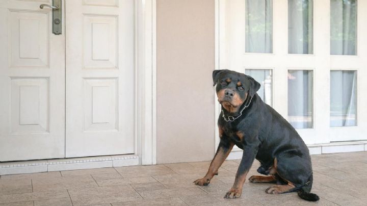 Las razas de perro que sobresalen por ser guardianes y protectores